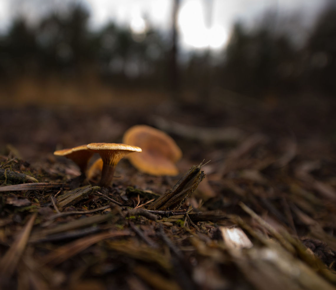 Yellowdrop Milkcap, Heeswijk-Dinterse Bossen, Netherlands  Autumn,Fall,Heeswijk,Lactarius chrysorrheus,Netherlands