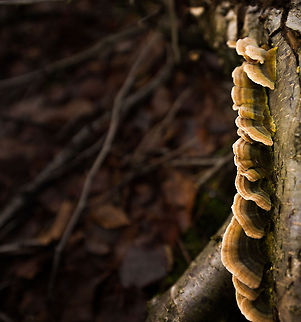 Waves of Turkey Tails Captured in the Heeswijk-Dinterse forests, the Netherlands. Autumn,Fall,Heeswijk,Netherlands,Trametes versicolor,Turkey tail