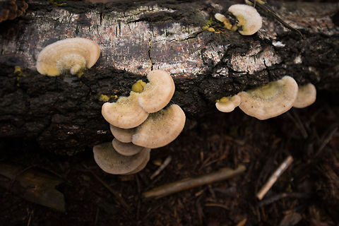 Trametes pubescens
