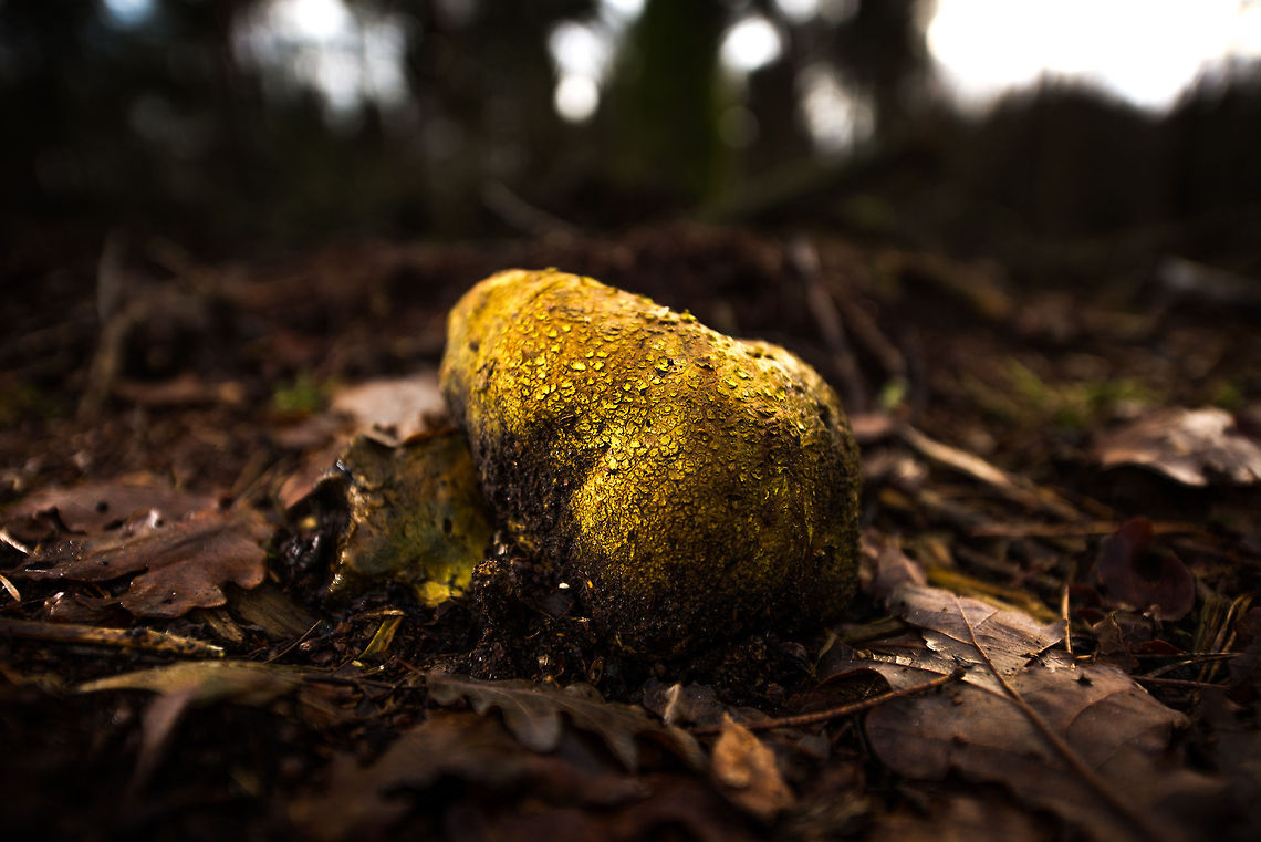 The end of the Rainbow I finally found it...the pot of gold at the end of a rainbow. <br />
<br />
Really, this is a Leopard-spotted earthball. You may think this is heavily post-processed, but it is not. What I did here is to use a very weak front flash (-3 EV), combined with an external speedlight that is positioned to the left, outside the scene, pointing to the earthball. The external flash is triggered by the main flash. The light coming from the side maximizes definition and contrast, and brightly lits up the wet areas, making them shine. In post processing I only increased the saturation a bit.<br />
<br />
As an amateur photographer I like this experiment. I tend to photograph fungi when there is nothing else to photograph. Now I&#039;m learning they are actually great models since they are patient, allowing you to stage them as you please. Autumn,Fall,Heeswijk,Netherlands,Scleroderma areolatum