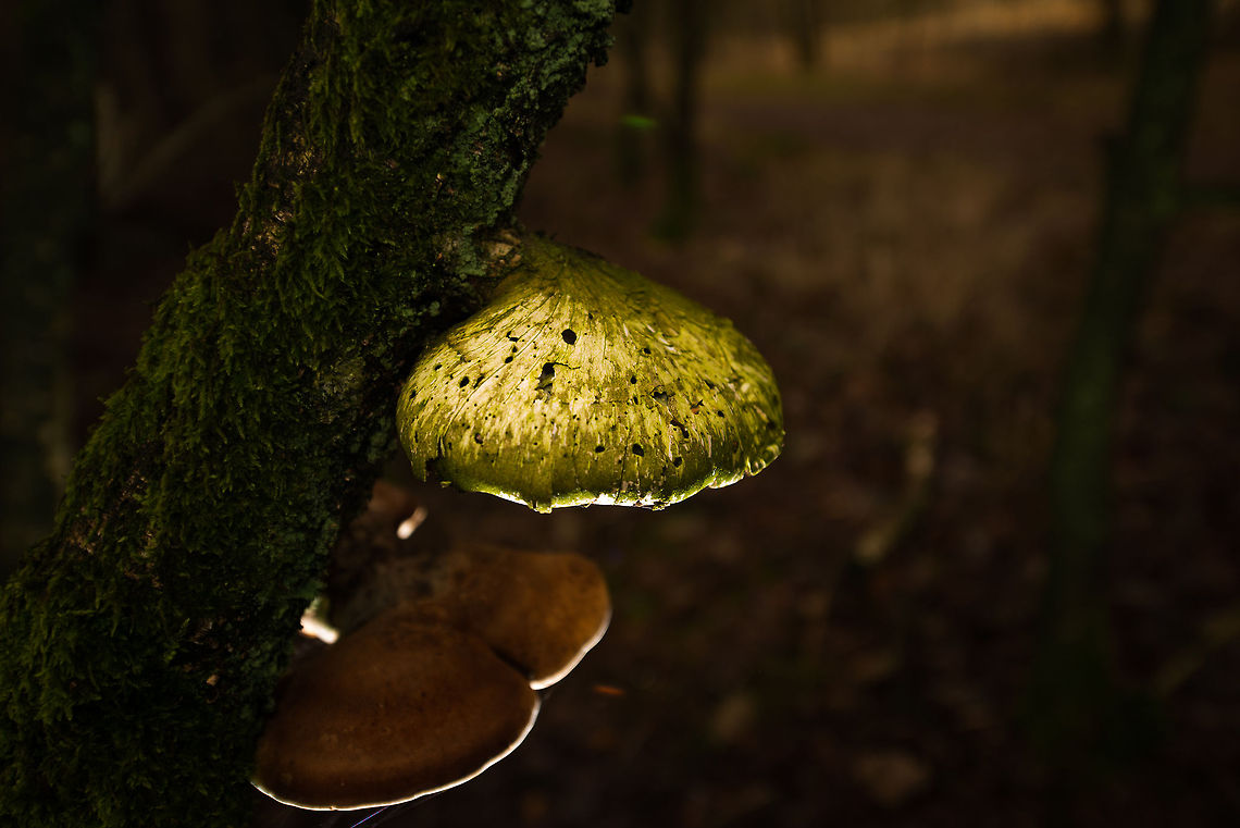 Fomes fomentarius (?) in Heeswijk-Dinterse Bossen, the Netherlands The identification of this fungus is a major guess. It seems to have the tough spore structure at the bottom (not visible here). The  green top likely is a result of algae. <br />
<br />
As for the making of, I used a front flash with a remote bottom flash pointing up.  Autumn,Fall,Fomes fomentarius,Heeswijk,Netherlands