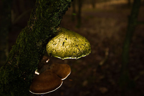 Fomes fomentarius (?) in Heeswijk-Dinterse Bossen, the Netherlands The identification of this fungus is a major guess. It seems to have the tough spore structure at the bottom (not visible here). The  green top likely is a result of algae. 

As for the making of, I used a front flash with a remote bottom flash pointing up.  Autumn,Fall,Fomes fomentarius,Heeswijk,Netherlands