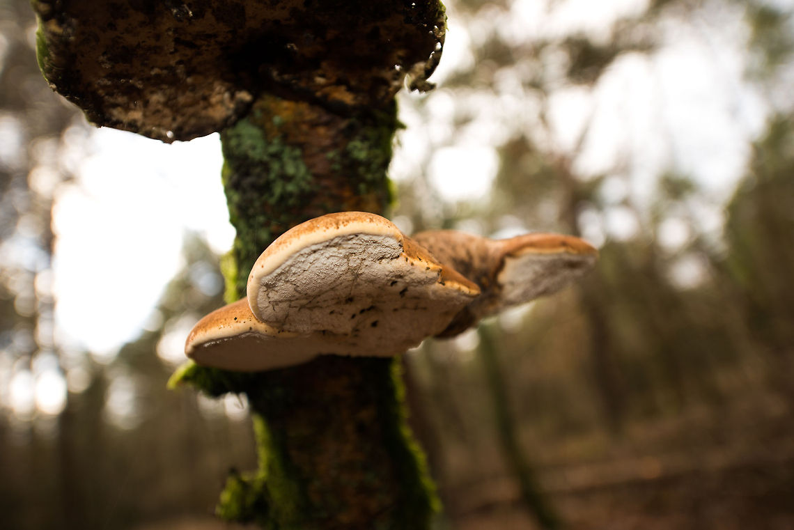 Fomes fomentarius(?) bottom view in Heeswijk-Dinterse bossen, the Netherlands Specie ID is a major guess, feel free to correct. Autumn,Fall,Fomes fomentarius,Heeswijk,Netherlands