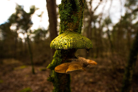 Fomes fomentarius (?) front view in Heeswijk-Dinterse Bossen, the Netherlands  Autumn,Fall,Fomes fomentarius,Heeswijk,Netherlands