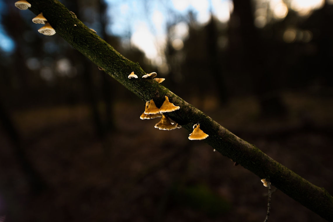 Plicaturopsis crispa clocks on alive tree in Heeswijk-Dinterse Bossen, the Netherlands  Autumn,Fall,Heeswijk,Netherlands,Plicaturopsis crispa