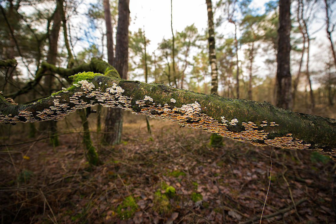 Fallen tree occupied by Plicaturopsis crispa, Netherlands  Autumn,Fall,Heeswijk,Netherlands,Plicaturopsis crispa