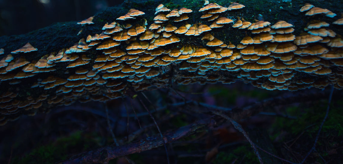 Gnome town closeup A cluster of hundreds of Plicaturopsis crispa on a fallen tree in the Netherlands. Autumn,Fall,Heeswijk,Netherlands,Plicaturopsis crispa