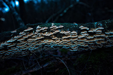 Gnome town A cluster of hundreds of Plicaturopsis crispa fungi cluster on a fallen tree. This is a staged day light photo where I underexposed natural light, used weak front-flash, and a remote strong bottom flash. In post processing, I reduced the color temperature. Autumn,Fall,Heeswijk,Netherlands,Plicaturopsis crispa