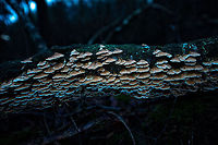 Gnome town A cluster of hundreds of Plicaturopsis crispa fungi cluster on a fallen tree. This is a staged day light photo where I underexposed natural light, used weak front-flash, and a remote strong bottom flash. In post processing, I reduced the color temperature. Autumn,Fall,Heeswijk,Netherlands,Plicaturopsis crispa