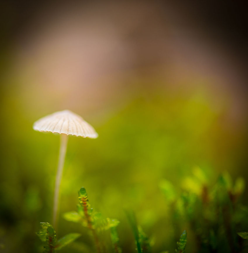 Milking bonnet (Mycena galopus) macro, Netherlands  Autumn,Fall,Heeswijk,Milking bonnet,Mycena galopus,Netherlands