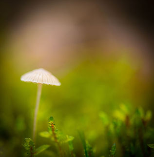 Milking bonnet (Mycena galopus) macro, Netherlands  Autumn,Fall,Heeswijk,Milking bonnet,Mycena galopus,Netherlands