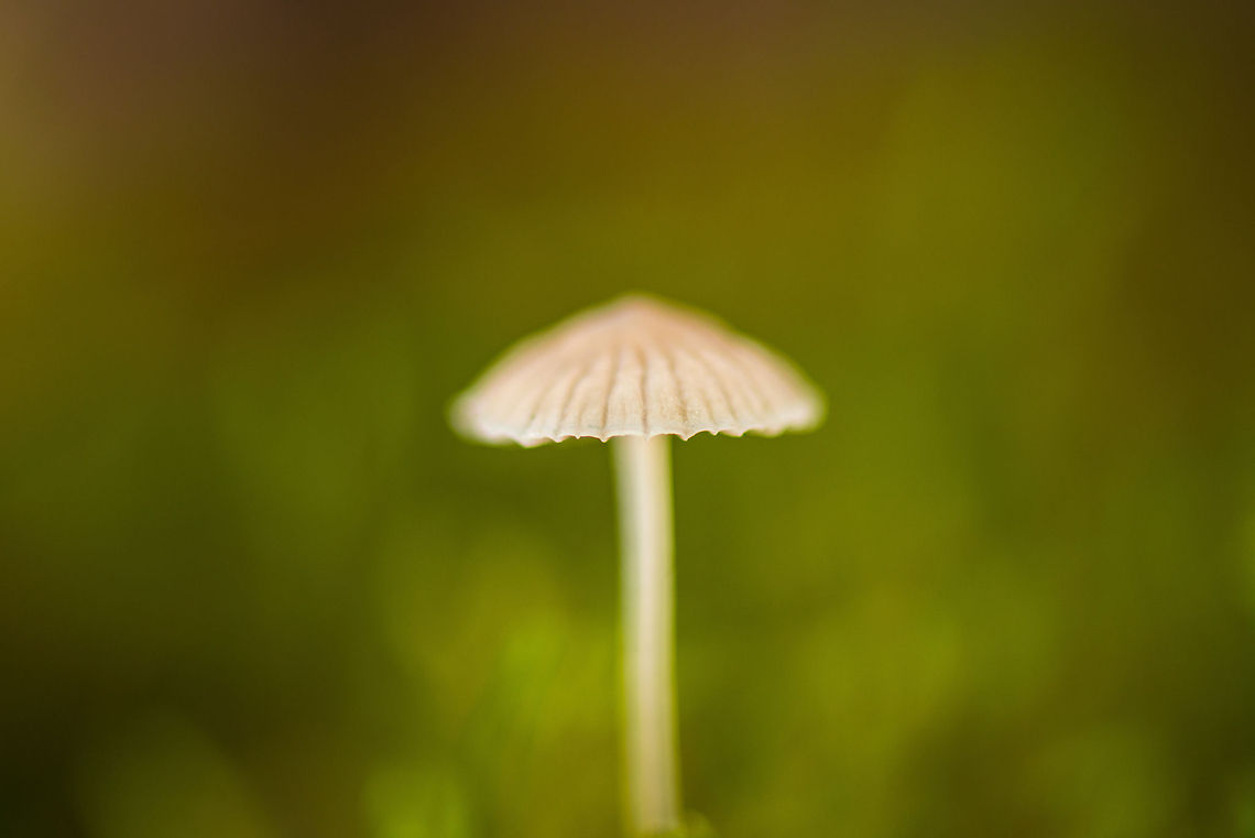 Milking bonnet isolated macro  Autumn,Fall,Heeswijk,Milking bonnet,Mycena galopus,Netherlands