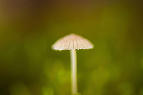 Milking bonnet isolated macro  Autumn,Fall,Heeswijk,Milking bonnet,Mycena galopus,Netherlands