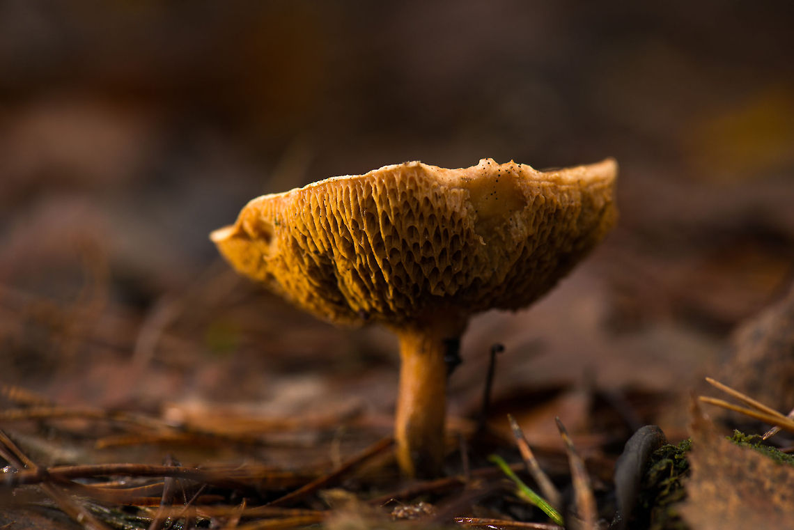 Boletaceae on forest floor - macro, the Netherlands Side-lit by a remote flash. Autumn,Fall,Heeswijk,Jersey cow mushroom,Netherlands,Suillus bovinus