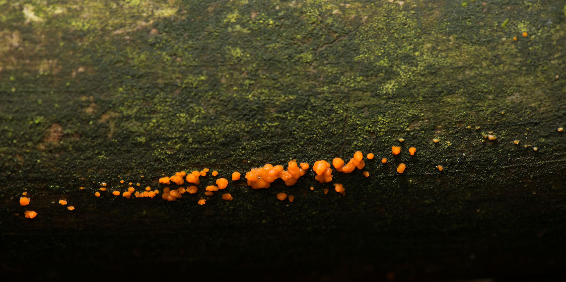 Common Jellyspot macro, Netherlands  Autumn,Common Jellyspot,Dacrymyces stillatus,Fall,Heeswijk,Netherlands