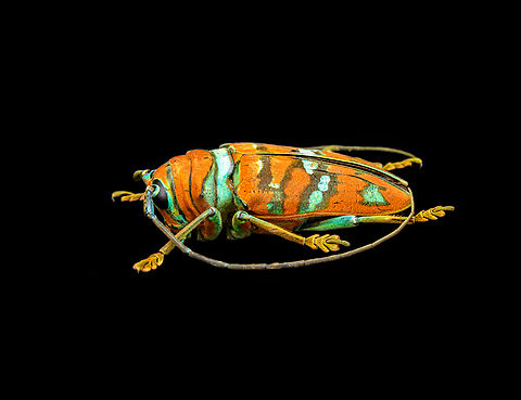 Sternotomis pulchra - side view A colorful speciment of longhorn beetle at 25mm, originally from Cameroon. Note the eyes wrapping around the antennae sockets, visible in some of the shots.
https://www.jungledragon.com/image/140009/sternotomis_pulchra.html
https://www.jungledragon.com/image/140010/sternotomis_pulchra_-_underside.html
https://www.jungledragon.com/image/140011/sternotomis_pulchra_-_full_body_stack.html
https://www.jungledragon.com/image/140013/sternotomis_pulchra_-_frontal_stack.html
https://www.jungledragon.com/image/140012/sternotomis_pulchra_-_eyes_stack.html
https://www.jungledragon.com/image/140014/sternotomis_pulchra_-_face_stack.html Europe,Heesch,Netherlands,Sternotomis pulchra,World,the Netherlands