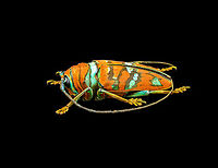 Sternotomis pulchra - side view A colorful speciment of longhorn beetle at 25mm, originally from Cameroon. Note the eyes wrapping around the antennae sockets, visible in some of the shots.<br />
https://www.jungledragon.com/image/140009/sternotomis_pulchra.html<br />
https://www.jungledragon.com/image/140010/sternotomis_pulchra_-_underside.html<br />
https://www.jungledragon.com/image/140011/sternotomis_pulchra_-_full_body_stack.html<br />
https://www.jungledragon.com/image/140013/sternotomis_pulchra_-_frontal_stack.html<br />
https://www.jungledragon.com/image/140012/sternotomis_pulchra_-_eyes_stack.html<br />
https://www.jungledragon.com/image/140014/sternotomis_pulchra_-_face_stack.html Europe,Heesch,Netherlands,Sternotomis pulchra,World,the Netherlands