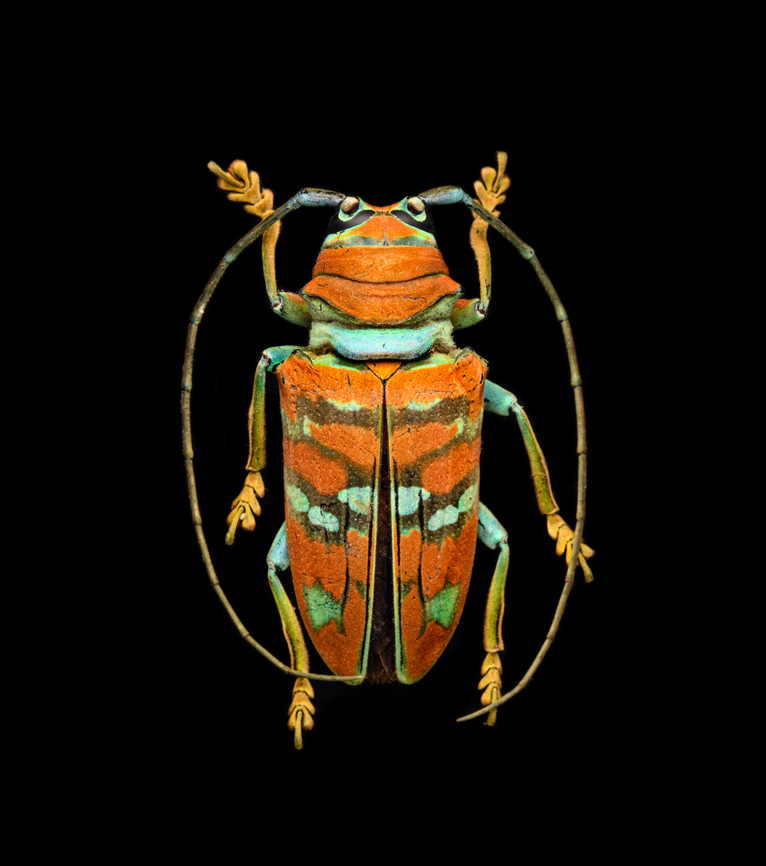 Sternotomis pulchra A colorful speciment of longhorn beetle at 25mm, originally from Cameroon. Note the eyes wrapping around the antennae sockets, visible in some of the shots.<br />
<figure class="photo"><a href="https://www.jungledragon.com/image/140008/sternotomis_pulchra_-_side_view.html" title="Sternotomis pulchra - side view"><img src="https://s3.amazonaws.com/media.jungledragon.com/images/2/140008_thumb.jpg?AWSAccessKeyId=05GMT0V3GWVNE7GGM1R2&Expires=1759968010&Signature=Q0g8DXA%2F%2FCz%2FYwtQXehra0v8e3U%3D" width="200" height="154" alt="Sternotomis pulchra - side view A colorful speciment of longhorn beetle at 25mm, originally from Cameroon. Note the eyes wrapping around the antennae sockets, visible in some of the shots.<br />
https://www.jungledragon.com/image/140009/sternotomis_pulchra.html<br />
https://www.jungledragon.com/image/140010/sternotomis_pulchra_-_underside.html<br />
https://www.jungledragon.com/image/140011/sternotomis_pulchra_-_full_body_stack.html<br />
https://www.jungledragon.com/image/140013/sternotomis_pulchra_-_frontal_stack.html<br />
https://www.jungledragon.com/image/140012/sternotomis_pulchra_-_eyes_stack.html<br />
https://www.jungledragon.com/image/140014/sternotomis_pulchra_-_face_stack.html Europe,Heesch,Netherlands,Sternotomis pulchra,World,the Netherlands" /></a></figure><br />
<figure class="photo"><a href="https://www.jungledragon.com/image/140010/sternotomis_pulchra_-_underside.html" title="Sternotomis pulchra - underside"><img src="https://s3.amazonaws.com/media.jungledragon.com/images/2/140010_thumb.jpg?AWSAccessKeyId=05GMT0V3GWVNE7GGM1R2&Expires=1759968010&Signature=2A%2FeWcDM380pwpOC9TKSM6%2FdA1k%3D" width="200" height="196" alt="Sternotomis pulchra - underside A colorful speciment of longhorn beetle at 25mm, originally from Cameroon. Note the eyes wrapping around the antennae sockets, visible in some of the shots.<br />
https://www.jungledragon.com/image/140009/sternotomis_pulchra.html<br />
https://www.jungledragon.com/image/140008/sternotomis_pulchra_-_side_view.html<br />
https://www.jungledragon.com/image/140011/sternotomis_pulchra_-_full_body_stack.html<br />
https://www.jungledragon.com/image/140013/sternotomis_pulchra_-_frontal_stack.html<br />
https://www.jungledragon.com/image/140012/sternotomis_pulchra_-_eyes_stack.html<br />
https://www.jungledragon.com/image/140014/sternotomis_pulchra_-_face_stack.html Europe,Heesch,Netherlands,Sternotomis pulchra,World,the Netherlands" /></a></figure><br />
<figure class="photo"><a href="https://www.jungledragon.com/image/140011/sternotomis_pulchra_-_full_body_stack.html" title="Sternotomis pulchra - full body (stack)"><img src="https://s3.amazonaws.com/media.jungledragon.com/images/2/140011_thumb.jpg?AWSAccessKeyId=05GMT0V3GWVNE7GGM1R2&Expires=1759968010&Signature=1JZNHFYIhiW459LoSijr%2F4uuCqo%3D" width="150" height="152" alt="Sternotomis pulchra - full body (stack) A colorful speciment of longhorn beetle at 25mm, originally from Cameroon. Note the eyes wrapping around the antennae sockets, visible in some of the shots.<br />
https://www.jungledragon.com/image/140009/sternotomis_pulchra.html<br />
https://www.jungledragon.com/image/140008/sternotomis_pulchra_-_side_view.html<br />
https://www.jungledragon.com/image/140010/sternotomis_pulchra_-_underside.html<br />
https://www.jungledragon.com/image/140013/sternotomis_pulchra_-_frontal_stack.html<br />
https://www.jungledragon.com/image/140012/sternotomis_pulchra_-_eyes_stack.html<br />
https://www.jungledragon.com/image/140014/sternotomis_pulchra_-_face_stack.html Extreme Macro,Sternotomis pulchra" /></a></figure><br />
<figure class="photo"><a href="https://www.jungledragon.com/image/140013/sternotomis_pulchra_-_frontal_stack.html" title="Sternotomis pulchra - frontal (stack)"><img src="https://s3.amazonaws.com/media.jungledragon.com/images/2/140013_thumb.jpg?AWSAccessKeyId=05GMT0V3GWVNE7GGM1R2&Expires=1759968010&Signature=nbL4XF69RRzWXHUq7sQwvtE7a0w%3D" width="200" height="134" alt="Sternotomis pulchra - frontal (stack) A colorful speciment of longhorn beetle at 25mm, originally from Cameroon. Note the eyes wrapping around the antennae sockets, visible in some of the shots.<br />
https://www.jungledragon.com/image/140009/sternotomis_pulchra.html<br />
https://www.jungledragon.com/image/140008/sternotomis_pulchra_-_side_view.html<br />
https://www.jungledragon.com/image/140010/sternotomis_pulchra_-_underside.html<br />
https://www.jungledragon.com/image/140011/sternotomis_pulchra_-_full_body_stack.html<br />
https://www.jungledragon.com/image/140012/sternotomis_pulchra_-_eyes_stack.html<br />
https://www.jungledragon.com/image/140014/sternotomis_pulchra_-_face_stack.html Extreme Macro,Sternotomis pulchra" /></a></figure><br />
<figure class="photo"><a href="https://www.jungledragon.com/image/140012/sternotomis_pulchra_-_eyes_stack.html" title="Sternotomis pulchra - eyes (stack)"><img src="https://s3.amazonaws.com/media.jungledragon.com/images/2/140012_thumb.jpg?AWSAccessKeyId=05GMT0V3GWVNE7GGM1R2&Expires=1759968010&Signature=gXuK4EJOf15YUIH%2BPWgc7z5ar6Y%3D" width="200" height="134" alt="Sternotomis pulchra - eyes (stack) A colorful speciment of longhorn beetle at 25mm, originally from Cameroon. Note the eyes wrapping around the antennae sockets, visible in some of the shots.<br />
https://www.jungledragon.com/image/140009/sternotomis_pulchra.html<br />
https://www.jungledragon.com/image/140008/sternotomis_pulchra_-_side_view.html<br />
https://www.jungledragon.com/image/140010/sternotomis_pulchra_-_underside.html<br />
https://www.jungledragon.com/image/140011/sternotomis_pulchra_-_full_body_stack.html<br />
https://www.jungledragon.com/image/140013/sternotomis_pulchra_-_frontal_stack.html<br />
https://www.jungledragon.com/image/140014/sternotomis_pulchra_-_face_stack.html Extreme Macro,Sternotomis pulchra" /></a></figure><br />
<figure class="photo"><a href="https://www.jungledragon.com/image/140014/sternotomis_pulchra_-_face_stack.html" title="Sternotomis pulchra - face (stack)"><img src="https://s3.amazonaws.com/media.jungledragon.com/images/2/140014_thumb.jpg?AWSAccessKeyId=05GMT0V3GWVNE7GGM1R2&Expires=1759968010&Signature=rD%2BMCK%2BGmz1frUCZpaHrfTSnLu4%3D" width="200" height="134" alt="Sternotomis pulchra - face (stack) A colorful speciment of longhorn beetle at 25mm, originally from Cameroon. Note the eyes wrapping around the antennae sockets, visible in some of the shots.<br />
https://www.jungledragon.com/image/140009/sternotomis_pulchra.html<br />
https://www.jungledragon.com/image/140008/sternotomis_pulchra_-_side_view.html<br />
https://www.jungledragon.com/image/140010/sternotomis_pulchra_-_underside.html<br />
https://www.jungledragon.com/image/140011/sternotomis_pulchra_-_full_body_stack.html<br />
https://www.jungledragon.com/image/140013/sternotomis_pulchra_-_frontal_stack.html<br />
https://www.jungledragon.com/image/140012/sternotomis_pulchra_-_eyes_stack.html Extreme Macro,Sternotomis pulchra" /></a></figure> Europe,Heesch,Netherlands,Sternotomis pulchra,World,the Netherlands