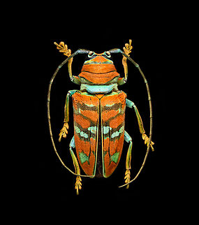 Sternotomis pulchra A colorful speciment of longhorn beetle at 25mm, originally from Cameroon. Note the eyes wrapping around the antennae sockets, visible in some of the shots.
https://www.jungledragon.com/image/140008/sternotomis_pulchra_-_side_view.html
https://www.jungledragon.com/image/140010/sternotomis_pulchra_-_underside.html
https://www.jungledragon.com/image/140011/sternotomis_pulchra_-_full_body_stack.html
https://www.jungledragon.com/image/140013/sternotomis_pulchra_-_frontal_stack.html
https://www.jungledragon.com/image/140012/sternotomis_pulchra_-_eyes_stack.html
https://www.jungledragon.com/image/140014/sternotomis_pulchra_-_face_stack.html Europe,Heesch,Netherlands,Sternotomis pulchra,World,the Netherlands