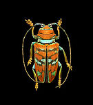 Sternotomis pulchra A colorful speciment of longhorn beetle at 25mm, originally from Cameroon. Note the eyes wrapping around the antennae sockets, visible in some of the shots.<br />
https://www.jungledragon.com/image/140008/sternotomis_pulchra_-_side_view.html<br />
https://www.jungledragon.com/image/140010/sternotomis_pulchra_-_underside.html<br />
https://www.jungledragon.com/image/140011/sternotomis_pulchra_-_full_body_stack.html<br />
https://www.jungledragon.com/image/140013/sternotomis_pulchra_-_frontal_stack.html<br />
https://www.jungledragon.com/image/140012/sternotomis_pulchra_-_eyes_stack.html<br />
https://www.jungledragon.com/image/140014/sternotomis_pulchra_-_face_stack.html Europe,Heesch,Netherlands,Sternotomis pulchra,World,the Netherlands