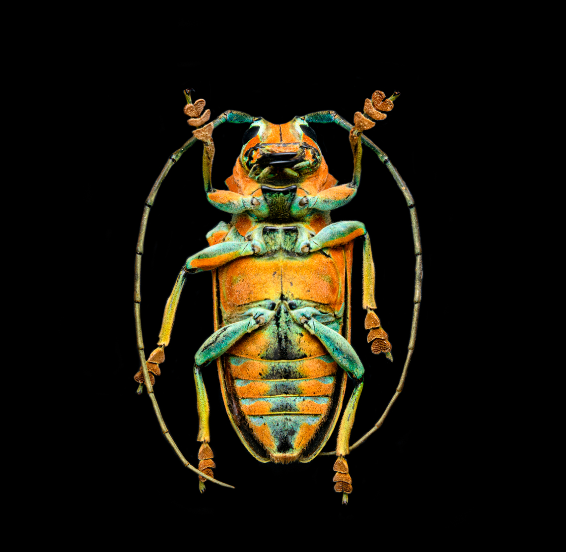 Sternotomis pulchra - underside A colorful speciment of longhorn beetle at 25mm, originally from Cameroon. Note the eyes wrapping around the antennae sockets, visible in some of the shots.<br />
<figure class="photo"><a href="https://www.jungledragon.com/image/140009/sternotomis_pulchra.html" title="Sternotomis pulchra"><img src="https://s3.amazonaws.com/media.jungledragon.com/images/2/140009_thumb.jpg?AWSAccessKeyId=05GMT0V3GWVNE7GGM1R2&Expires=1767225610&Signature=3FbWLIR3UxBMkkjhIVzDNJNyqNw%3D" width="136" height="152" alt="Sternotomis pulchra A colorful speciment of longhorn beetle at 25mm, originally from Cameroon. Note the eyes wrapping around the antennae sockets, visible in some of the shots.<br />
https://www.jungledragon.com/image/140008/sternotomis_pulchra_-_side_view.html<br />
https://www.jungledragon.com/image/140010/sternotomis_pulchra_-_underside.html<br />
https://www.jungledragon.com/image/140011/sternotomis_pulchra_-_full_body_stack.html<br />
https://www.jungledragon.com/image/140013/sternotomis_pulchra_-_frontal_stack.html<br />
https://www.jungledragon.com/image/140012/sternotomis_pulchra_-_eyes_stack.html<br />
https://www.jungledragon.com/image/140014/sternotomis_pulchra_-_face_stack.html Europe,Heesch,Netherlands,Sternotomis pulchra,World,the Netherlands" /></a></figure><br />
<figure class="photo"><a href="https://www.jungledragon.com/image/140008/sternotomis_pulchra_-_side_view.html" title="Sternotomis pulchra - side view"><img src="https://s3.amazonaws.com/media.jungledragon.com/images/2/140008_thumb.jpg?AWSAccessKeyId=05GMT0V3GWVNE7GGM1R2&Expires=1767225610&Signature=V7nREht1RwKJr9tv74NVRsux%2BXo%3D" width="200" height="154" alt="Sternotomis pulchra - side view A colorful speciment of longhorn beetle at 25mm, originally from Cameroon. Note the eyes wrapping around the antennae sockets, visible in some of the shots.<br />
https://www.jungledragon.com/image/140009/sternotomis_pulchra.html<br />
https://www.jungledragon.com/image/140010/sternotomis_pulchra_-_underside.html<br />
https://www.jungledragon.com/image/140011/sternotomis_pulchra_-_full_body_stack.html<br />
https://www.jungledragon.com/image/140013/sternotomis_pulchra_-_frontal_stack.html<br />
https://www.jungledragon.com/image/140012/sternotomis_pulchra_-_eyes_stack.html<br />
https://www.jungledragon.com/image/140014/sternotomis_pulchra_-_face_stack.html Europe,Heesch,Netherlands,Sternotomis pulchra,World,the Netherlands" /></a></figure><br />
<figure class="photo"><a href="https://www.jungledragon.com/image/140011/sternotomis_pulchra_-_full_body_stack.html" title="Sternotomis pulchra - full body (stack)"><img src="https://s3.amazonaws.com/media.jungledragon.com/images/2/140011_thumb.jpg?AWSAccessKeyId=05GMT0V3GWVNE7GGM1R2&Expires=1767225610&Signature=EvUlycTl5ZjsPVc1EEndDzl53oM%3D" width="150" height="152" alt="Sternotomis pulchra - full body (stack) A colorful speciment of longhorn beetle at 25mm, originally from Cameroon. Note the eyes wrapping around the antennae sockets, visible in some of the shots.<br />
https://www.jungledragon.com/image/140009/sternotomis_pulchra.html<br />
https://www.jungledragon.com/image/140008/sternotomis_pulchra_-_side_view.html<br />
https://www.jungledragon.com/image/140010/sternotomis_pulchra_-_underside.html<br />
https://www.jungledragon.com/image/140013/sternotomis_pulchra_-_frontal_stack.html<br />
https://www.jungledragon.com/image/140012/sternotomis_pulchra_-_eyes_stack.html<br />
https://www.jungledragon.com/image/140014/sternotomis_pulchra_-_face_stack.html Extreme Macro,Sternotomis pulchra" /></a></figure><br />
<figure class="photo"><a href="https://www.jungledragon.com/image/140013/sternotomis_pulchra_-_frontal_stack.html" title="Sternotomis pulchra - frontal (stack)"><img src="https://s3.amazonaws.com/media.jungledragon.com/images/2/140013_thumb.jpg?AWSAccessKeyId=05GMT0V3GWVNE7GGM1R2&Expires=1767225610&Signature=yEBYD7%2BwjkpxgPJnRqNRYttmiN8%3D" width="200" height="134" alt="Sternotomis pulchra - frontal (stack) A colorful speciment of longhorn beetle at 25mm, originally from Cameroon. Note the eyes wrapping around the antennae sockets, visible in some of the shots.<br />
https://www.jungledragon.com/image/140009/sternotomis_pulchra.html<br />
https://www.jungledragon.com/image/140008/sternotomis_pulchra_-_side_view.html<br />
https://www.jungledragon.com/image/140010/sternotomis_pulchra_-_underside.html<br />
https://www.jungledragon.com/image/140011/sternotomis_pulchra_-_full_body_stack.html<br />
https://www.jungledragon.com/image/140012/sternotomis_pulchra_-_eyes_stack.html<br />
https://www.jungledragon.com/image/140014/sternotomis_pulchra_-_face_stack.html Extreme Macro,Sternotomis pulchra" /></a></figure><br />
<figure class="photo"><a href="https://www.jungledragon.com/image/140012/sternotomis_pulchra_-_eyes_stack.html" title="Sternotomis pulchra - eyes (stack)"><img src="https://s3.amazonaws.com/media.jungledragon.com/images/2/140012_thumb.jpg?AWSAccessKeyId=05GMT0V3GWVNE7GGM1R2&Expires=1767225610&Signature=YvWqLoIbmzMeePZMeYIztLms950%3D" width="200" height="134" alt="Sternotomis pulchra - eyes (stack) A colorful speciment of longhorn beetle at 25mm, originally from Cameroon. Note the eyes wrapping around the antennae sockets, visible in some of the shots.<br />
https://www.jungledragon.com/image/140009/sternotomis_pulchra.html<br />
https://www.jungledragon.com/image/140008/sternotomis_pulchra_-_side_view.html<br />
https://www.jungledragon.com/image/140010/sternotomis_pulchra_-_underside.html<br />
https://www.jungledragon.com/image/140011/sternotomis_pulchra_-_full_body_stack.html<br />
https://www.jungledragon.com/image/140013/sternotomis_pulchra_-_frontal_stack.html<br />
https://www.jungledragon.com/image/140014/sternotomis_pulchra_-_face_stack.html Extreme Macro,Sternotomis pulchra" /></a></figure><br />
<figure class="photo"><a href="https://www.jungledragon.com/image/140014/sternotomis_pulchra_-_face_stack.html" title="Sternotomis pulchra - face (stack)"><img src="https://s3.amazonaws.com/media.jungledragon.com/images/2/140014_thumb.jpg?AWSAccessKeyId=05GMT0V3GWVNE7GGM1R2&Expires=1767225610&Signature=8BibmKHJH8wy5OaadQ2uphpzPfI%3D" width="200" height="134" alt="Sternotomis pulchra - face (stack) A colorful speciment of longhorn beetle at 25mm, originally from Cameroon. Note the eyes wrapping around the antennae sockets, visible in some of the shots.<br />
https://www.jungledragon.com/image/140009/sternotomis_pulchra.html<br />
https://www.jungledragon.com/image/140008/sternotomis_pulchra_-_side_view.html<br />
https://www.jungledragon.com/image/140010/sternotomis_pulchra_-_underside.html<br />
https://www.jungledragon.com/image/140011/sternotomis_pulchra_-_full_body_stack.html<br />
https://www.jungledragon.com/image/140013/sternotomis_pulchra_-_frontal_stack.html<br />
https://www.jungledragon.com/image/140012/sternotomis_pulchra_-_eyes_stack.html Extreme Macro,Sternotomis pulchra" /></a></figure> Europe,Heesch,Netherlands,Sternotomis pulchra,World,the Netherlands