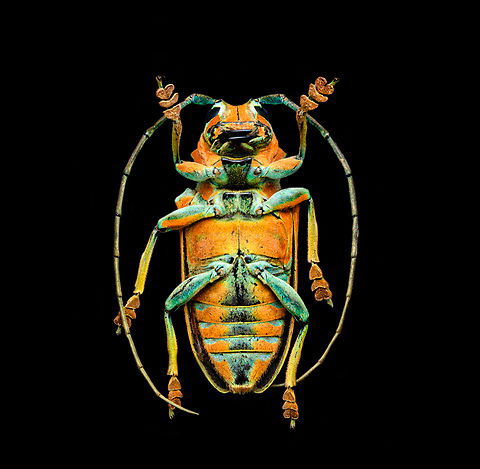 Sternotomis pulchra - underside A colorful speciment of longhorn beetle at 25mm, originally from Cameroon. Note the eyes wrapping around the antennae sockets, visible in some of the shots.
https://www.jungledragon.com/image/140009/sternotomis_pulchra.html
https://www.jungledragon.com/image/140008/sternotomis_pulchra_-_side_view.html
https://www.jungledragon.com/image/140011/sternotomis_pulchra_-_full_body_stack.html
https://www.jungledragon.com/image/140013/sternotomis_pulchra_-_frontal_stack.html
https://www.jungledragon.com/image/140012/sternotomis_pulchra_-_eyes_stack.html
https://www.jungledragon.com/image/140014/sternotomis_pulchra_-_face_stack.html Europe,Heesch,Netherlands,Sternotomis pulchra,World,the Netherlands