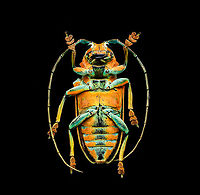 Sternotomis pulchra - underside A colorful speciment of longhorn beetle at 25mm, originally from Cameroon. Note the eyes wrapping around the antennae sockets, visible in some of the shots.<br />
https://www.jungledragon.com/image/140009/sternotomis_pulchra.html<br />
https://www.jungledragon.com/image/140008/sternotomis_pulchra_-_side_view.html<br />
https://www.jungledragon.com/image/140011/sternotomis_pulchra_-_full_body_stack.html<br />
https://www.jungledragon.com/image/140013/sternotomis_pulchra_-_frontal_stack.html<br />
https://www.jungledragon.com/image/140012/sternotomis_pulchra_-_eyes_stack.html<br />
https://www.jungledragon.com/image/140014/sternotomis_pulchra_-_face_stack.html Europe,Heesch,Netherlands,Sternotomis pulchra,World,the Netherlands