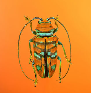 Sternotomis pulchra - full body (stack) A colorful speciment of longhorn beetle at 25mm, originally from Cameroon. Note the eyes wrapping around the antennae sockets, visible in some of the shots.
https://www.jungledragon.com/image/140009/sternotomis_pulchra.html
https://www.jungledragon.com/image/140008/sternotomis_pulchra_-_side_view.html
https://www.jungledragon.com/image/140010/sternotomis_pulchra_-_underside.html
https://www.jungledragon.com/image/140013/sternotomis_pulchra_-_frontal_stack.html
https://www.jungledragon.com/image/140012/sternotomis_pulchra_-_eyes_stack.html
https://www.jungledragon.com/image/140014/sternotomis_pulchra_-_face_stack.html Extreme Macro,Sternotomis pulchra