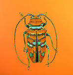 Sternotomis pulchra - full body (stack) A colorful speciment of longhorn beetle at 25mm, originally from Cameroon. Note the eyes wrapping around the antennae sockets, visible in some of the shots.<br />
https://www.jungledragon.com/image/140009/sternotomis_pulchra.html<br />
https://www.jungledragon.com/image/140008/sternotomis_pulchra_-_side_view.html<br />
https://www.jungledragon.com/image/140010/sternotomis_pulchra_-_underside.html<br />
https://www.jungledragon.com/image/140013/sternotomis_pulchra_-_frontal_stack.html<br />
https://www.jungledragon.com/image/140012/sternotomis_pulchra_-_eyes_stack.html<br />
https://www.jungledragon.com/image/140014/sternotomis_pulchra_-_face_stack.html Extreme Macro,Sternotomis pulchra