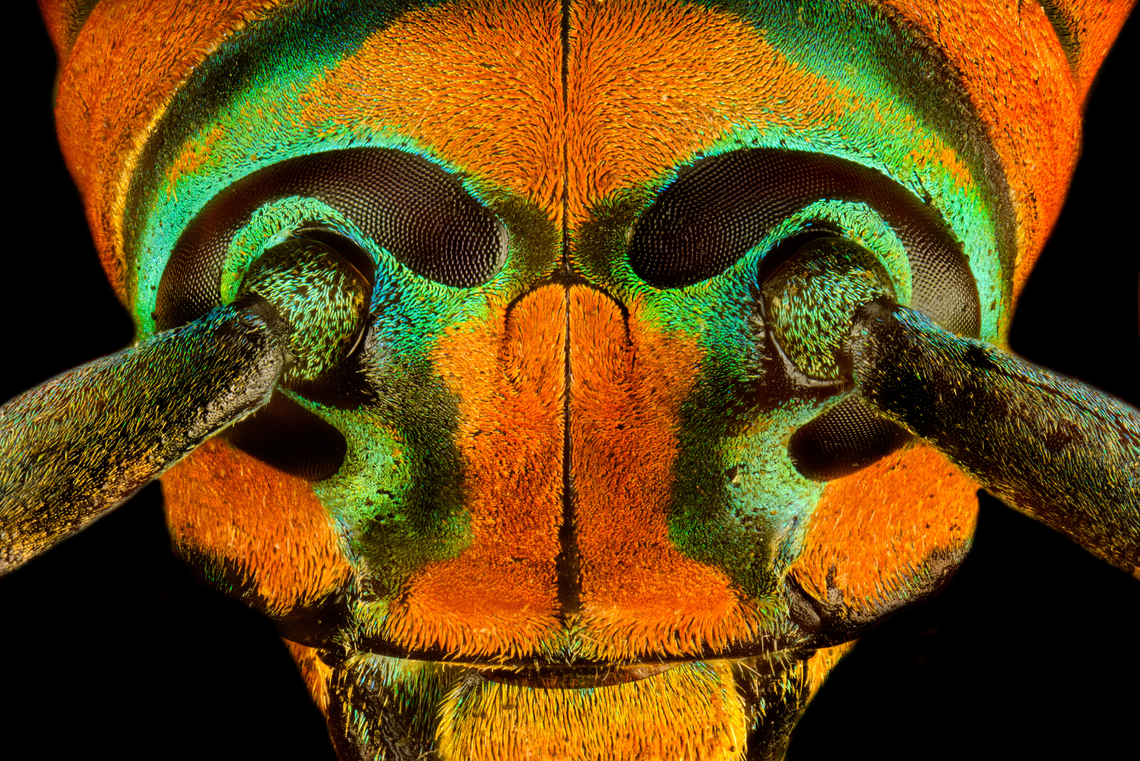 Sternotomis pulchra - eyes (stack) A colorful speciment of longhorn beetle at 25mm, originally from Cameroon. Note the eyes wrapping around the antennae sockets, visible in some of the shots.<br />
<figure class="photo"><a href="https://www.jungledragon.com/image/140009/sternotomis_pulchra.html" title="Sternotomis pulchra"><img src="https://s3.amazonaws.com/media.jungledragon.com/images/2/140009_thumb.jpg?AWSAccessKeyId=05GMT0V3GWVNE7GGM1R2&Expires=1767225610&Signature=3FbWLIR3UxBMkkjhIVzDNJNyqNw%3D" width="136" height="152" alt="Sternotomis pulchra A colorful speciment of longhorn beetle at 25mm, originally from Cameroon. Note the eyes wrapping around the antennae sockets, visible in some of the shots.<br />
https://www.jungledragon.com/image/140008/sternotomis_pulchra_-_side_view.html<br />
https://www.jungledragon.com/image/140010/sternotomis_pulchra_-_underside.html<br />
https://www.jungledragon.com/image/140011/sternotomis_pulchra_-_full_body_stack.html<br />
https://www.jungledragon.com/image/140013/sternotomis_pulchra_-_frontal_stack.html<br />
https://www.jungledragon.com/image/140012/sternotomis_pulchra_-_eyes_stack.html<br />
https://www.jungledragon.com/image/140014/sternotomis_pulchra_-_face_stack.html Europe,Heesch,Netherlands,Sternotomis pulchra,World,the Netherlands" /></a></figure><br />
<figure class="photo"><a href="https://www.jungledragon.com/image/140008/sternotomis_pulchra_-_side_view.html" title="Sternotomis pulchra - side view"><img src="https://s3.amazonaws.com/media.jungledragon.com/images/2/140008_thumb.jpg?AWSAccessKeyId=05GMT0V3GWVNE7GGM1R2&Expires=1767225610&Signature=V7nREht1RwKJr9tv74NVRsux%2BXo%3D" width="200" height="154" alt="Sternotomis pulchra - side view A colorful speciment of longhorn beetle at 25mm, originally from Cameroon. Note the eyes wrapping around the antennae sockets, visible in some of the shots.<br />
https://www.jungledragon.com/image/140009/sternotomis_pulchra.html<br />
https://www.jungledragon.com/image/140010/sternotomis_pulchra_-_underside.html<br />
https://www.jungledragon.com/image/140011/sternotomis_pulchra_-_full_body_stack.html<br />
https://www.jungledragon.com/image/140013/sternotomis_pulchra_-_frontal_stack.html<br />
https://www.jungledragon.com/image/140012/sternotomis_pulchra_-_eyes_stack.html<br />
https://www.jungledragon.com/image/140014/sternotomis_pulchra_-_face_stack.html Europe,Heesch,Netherlands,Sternotomis pulchra,World,the Netherlands" /></a></figure><br />
<figure class="photo"><a href="https://www.jungledragon.com/image/140010/sternotomis_pulchra_-_underside.html" title="Sternotomis pulchra - underside"><img src="https://s3.amazonaws.com/media.jungledragon.com/images/2/140010_thumb.jpg?AWSAccessKeyId=05GMT0V3GWVNE7GGM1R2&Expires=1767225610&Signature=%2BmNclEF9ZsSCp580ROzJTsAxha4%3D" width="200" height="196" alt="Sternotomis pulchra - underside A colorful speciment of longhorn beetle at 25mm, originally from Cameroon. Note the eyes wrapping around the antennae sockets, visible in some of the shots.<br />
https://www.jungledragon.com/image/140009/sternotomis_pulchra.html<br />
https://www.jungledragon.com/image/140008/sternotomis_pulchra_-_side_view.html<br />
https://www.jungledragon.com/image/140011/sternotomis_pulchra_-_full_body_stack.html<br />
https://www.jungledragon.com/image/140013/sternotomis_pulchra_-_frontal_stack.html<br />
https://www.jungledragon.com/image/140012/sternotomis_pulchra_-_eyes_stack.html<br />
https://www.jungledragon.com/image/140014/sternotomis_pulchra_-_face_stack.html Europe,Heesch,Netherlands,Sternotomis pulchra,World,the Netherlands" /></a></figure><br />
<figure class="photo"><a href="https://www.jungledragon.com/image/140011/sternotomis_pulchra_-_full_body_stack.html" title="Sternotomis pulchra - full body (stack)"><img src="https://s3.amazonaws.com/media.jungledragon.com/images/2/140011_thumb.jpg?AWSAccessKeyId=05GMT0V3GWVNE7GGM1R2&Expires=1767225610&Signature=EvUlycTl5ZjsPVc1EEndDzl53oM%3D" width="150" height="152" alt="Sternotomis pulchra - full body (stack) A colorful speciment of longhorn beetle at 25mm, originally from Cameroon. Note the eyes wrapping around the antennae sockets, visible in some of the shots.<br />
https://www.jungledragon.com/image/140009/sternotomis_pulchra.html<br />
https://www.jungledragon.com/image/140008/sternotomis_pulchra_-_side_view.html<br />
https://www.jungledragon.com/image/140010/sternotomis_pulchra_-_underside.html<br />
https://www.jungledragon.com/image/140013/sternotomis_pulchra_-_frontal_stack.html<br />
https://www.jungledragon.com/image/140012/sternotomis_pulchra_-_eyes_stack.html<br />
https://www.jungledragon.com/image/140014/sternotomis_pulchra_-_face_stack.html Extreme Macro,Sternotomis pulchra" /></a></figure><br />
<figure class="photo"><a href="https://www.jungledragon.com/image/140013/sternotomis_pulchra_-_frontal_stack.html" title="Sternotomis pulchra - frontal (stack)"><img src="https://s3.amazonaws.com/media.jungledragon.com/images/2/140013_thumb.jpg?AWSAccessKeyId=05GMT0V3GWVNE7GGM1R2&Expires=1767225610&Signature=yEBYD7%2BwjkpxgPJnRqNRYttmiN8%3D" width="200" height="134" alt="Sternotomis pulchra - frontal (stack) A colorful speciment of longhorn beetle at 25mm, originally from Cameroon. Note the eyes wrapping around the antennae sockets, visible in some of the shots.<br />
https://www.jungledragon.com/image/140009/sternotomis_pulchra.html<br />
https://www.jungledragon.com/image/140008/sternotomis_pulchra_-_side_view.html<br />
https://www.jungledragon.com/image/140010/sternotomis_pulchra_-_underside.html<br />
https://www.jungledragon.com/image/140011/sternotomis_pulchra_-_full_body_stack.html<br />
https://www.jungledragon.com/image/140012/sternotomis_pulchra_-_eyes_stack.html<br />
https://www.jungledragon.com/image/140014/sternotomis_pulchra_-_face_stack.html Extreme Macro,Sternotomis pulchra" /></a></figure><br />
<figure class="photo"><a href="https://www.jungledragon.com/image/140014/sternotomis_pulchra_-_face_stack.html" title="Sternotomis pulchra - face (stack)"><img src="https://s3.amazonaws.com/media.jungledragon.com/images/2/140014_thumb.jpg?AWSAccessKeyId=05GMT0V3GWVNE7GGM1R2&Expires=1767225610&Signature=8BibmKHJH8wy5OaadQ2uphpzPfI%3D" width="200" height="134" alt="Sternotomis pulchra - face (stack) A colorful speciment of longhorn beetle at 25mm, originally from Cameroon. Note the eyes wrapping around the antennae sockets, visible in some of the shots.<br />
https://www.jungledragon.com/image/140009/sternotomis_pulchra.html<br />
https://www.jungledragon.com/image/140008/sternotomis_pulchra_-_side_view.html<br />
https://www.jungledragon.com/image/140010/sternotomis_pulchra_-_underside.html<br />
https://www.jungledragon.com/image/140011/sternotomis_pulchra_-_full_body_stack.html<br />
https://www.jungledragon.com/image/140013/sternotomis_pulchra_-_frontal_stack.html<br />
https://www.jungledragon.com/image/140012/sternotomis_pulchra_-_eyes_stack.html Extreme Macro,Sternotomis pulchra" /></a></figure> Extreme Macro,Sternotomis pulchra