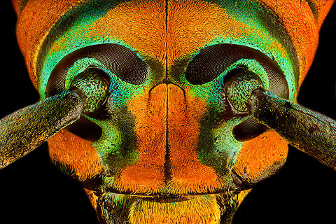 Sternotomis pulchra - eyes (stack) A colorful speciment of longhorn beetle at 25mm, originally from Cameroon. Note the eyes wrapping around the antennae sockets, visible in some of the shots.
https://www.jungledragon.com/image/140009/sternotomis_pulchra.html
https://www.jungledragon.com/image/140008/sternotomis_pulchra_-_side_view.html
https://www.jungledragon.com/image/140010/sternotomis_pulchra_-_underside.html
https://www.jungledragon.com/image/140011/sternotomis_pulchra_-_full_body_stack.html
https://www.jungledragon.com/image/140013/sternotomis_pulchra_-_frontal_stack.html
https://www.jungledragon.com/image/140014/sternotomis_pulchra_-_face_stack.html Extreme Macro,Sternotomis pulchra