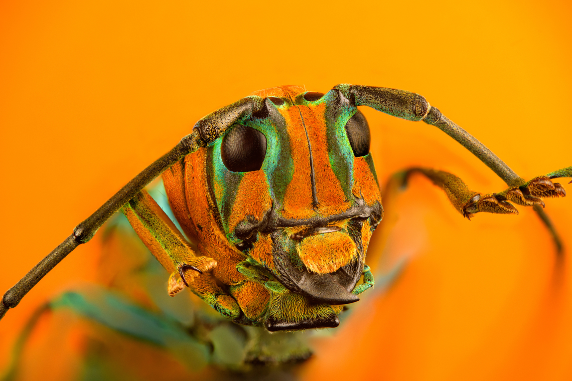 Sternotomis pulchra - frontal (stack) A colorful speciment of longhorn beetle at 25mm, originally from Cameroon. Note the eyes wrapping around the antennae sockets, visible in some of the shots.<br />
<figure class="photo"><a href="https://www.jungledragon.com/image/140009/sternotomis_pulchra.html" title="Sternotomis pulchra"><img src="https://s3.amazonaws.com/media.jungledragon.com/images/2/140009_thumb.jpg?AWSAccessKeyId=05GMT0V3GWVNE7GGM1R2&Expires=1767225610&Signature=3FbWLIR3UxBMkkjhIVzDNJNyqNw%3D" width="136" height="152" alt="Sternotomis pulchra A colorful speciment of longhorn beetle at 25mm, originally from Cameroon. Note the eyes wrapping around the antennae sockets, visible in some of the shots.<br />
https://www.jungledragon.com/image/140008/sternotomis_pulchra_-_side_view.html<br />
https://www.jungledragon.com/image/140010/sternotomis_pulchra_-_underside.html<br />
https://www.jungledragon.com/image/140011/sternotomis_pulchra_-_full_body_stack.html<br />
https://www.jungledragon.com/image/140013/sternotomis_pulchra_-_frontal_stack.html<br />
https://www.jungledragon.com/image/140012/sternotomis_pulchra_-_eyes_stack.html<br />
https://www.jungledragon.com/image/140014/sternotomis_pulchra_-_face_stack.html Europe,Heesch,Netherlands,Sternotomis pulchra,World,the Netherlands" /></a></figure><br />
<figure class="photo"><a href="https://www.jungledragon.com/image/140008/sternotomis_pulchra_-_side_view.html" title="Sternotomis pulchra - side view"><img src="https://s3.amazonaws.com/media.jungledragon.com/images/2/140008_thumb.jpg?AWSAccessKeyId=05GMT0V3GWVNE7GGM1R2&Expires=1767225610&Signature=V7nREht1RwKJr9tv74NVRsux%2BXo%3D" width="200" height="154" alt="Sternotomis pulchra - side view A colorful speciment of longhorn beetle at 25mm, originally from Cameroon. Note the eyes wrapping around the antennae sockets, visible in some of the shots.<br />
https://www.jungledragon.com/image/140009/sternotomis_pulchra.html<br />
https://www.jungledragon.com/image/140010/sternotomis_pulchra_-_underside.html<br />
https://www.jungledragon.com/image/140011/sternotomis_pulchra_-_full_body_stack.html<br />
https://www.jungledragon.com/image/140013/sternotomis_pulchra_-_frontal_stack.html<br />
https://www.jungledragon.com/image/140012/sternotomis_pulchra_-_eyes_stack.html<br />
https://www.jungledragon.com/image/140014/sternotomis_pulchra_-_face_stack.html Europe,Heesch,Netherlands,Sternotomis pulchra,World,the Netherlands" /></a></figure><br />
<figure class="photo"><a href="https://www.jungledragon.com/image/140010/sternotomis_pulchra_-_underside.html" title="Sternotomis pulchra - underside"><img src="https://s3.amazonaws.com/media.jungledragon.com/images/2/140010_thumb.jpg?AWSAccessKeyId=05GMT0V3GWVNE7GGM1R2&Expires=1767225610&Signature=%2BmNclEF9ZsSCp580ROzJTsAxha4%3D" width="200" height="196" alt="Sternotomis pulchra - underside A colorful speciment of longhorn beetle at 25mm, originally from Cameroon. Note the eyes wrapping around the antennae sockets, visible in some of the shots.<br />
https://www.jungledragon.com/image/140009/sternotomis_pulchra.html<br />
https://www.jungledragon.com/image/140008/sternotomis_pulchra_-_side_view.html<br />
https://www.jungledragon.com/image/140011/sternotomis_pulchra_-_full_body_stack.html<br />
https://www.jungledragon.com/image/140013/sternotomis_pulchra_-_frontal_stack.html<br />
https://www.jungledragon.com/image/140012/sternotomis_pulchra_-_eyes_stack.html<br />
https://www.jungledragon.com/image/140014/sternotomis_pulchra_-_face_stack.html Europe,Heesch,Netherlands,Sternotomis pulchra,World,the Netherlands" /></a></figure><br />
<figure class="photo"><a href="https://www.jungledragon.com/image/140011/sternotomis_pulchra_-_full_body_stack.html" title="Sternotomis pulchra - full body (stack)"><img src="https://s3.amazonaws.com/media.jungledragon.com/images/2/140011_thumb.jpg?AWSAccessKeyId=05GMT0V3GWVNE7GGM1R2&Expires=1767225610&Signature=EvUlycTl5ZjsPVc1EEndDzl53oM%3D" width="150" height="152" alt="Sternotomis pulchra - full body (stack) A colorful speciment of longhorn beetle at 25mm, originally from Cameroon. Note the eyes wrapping around the antennae sockets, visible in some of the shots.<br />
https://www.jungledragon.com/image/140009/sternotomis_pulchra.html<br />
https://www.jungledragon.com/image/140008/sternotomis_pulchra_-_side_view.html<br />
https://www.jungledragon.com/image/140010/sternotomis_pulchra_-_underside.html<br />
https://www.jungledragon.com/image/140013/sternotomis_pulchra_-_frontal_stack.html<br />
https://www.jungledragon.com/image/140012/sternotomis_pulchra_-_eyes_stack.html<br />
https://www.jungledragon.com/image/140014/sternotomis_pulchra_-_face_stack.html Extreme Macro,Sternotomis pulchra" /></a></figure><br />
<figure class="photo"><a href="https://www.jungledragon.com/image/140012/sternotomis_pulchra_-_eyes_stack.html" title="Sternotomis pulchra - eyes (stack)"><img src="https://s3.amazonaws.com/media.jungledragon.com/images/2/140012_thumb.jpg?AWSAccessKeyId=05GMT0V3GWVNE7GGM1R2&Expires=1767225610&Signature=YvWqLoIbmzMeePZMeYIztLms950%3D" width="200" height="134" alt="Sternotomis pulchra - eyes (stack) A colorful speciment of longhorn beetle at 25mm, originally from Cameroon. Note the eyes wrapping around the antennae sockets, visible in some of the shots.<br />
https://www.jungledragon.com/image/140009/sternotomis_pulchra.html<br />
https://www.jungledragon.com/image/140008/sternotomis_pulchra_-_side_view.html<br />
https://www.jungledragon.com/image/140010/sternotomis_pulchra_-_underside.html<br />
https://www.jungledragon.com/image/140011/sternotomis_pulchra_-_full_body_stack.html<br />
https://www.jungledragon.com/image/140013/sternotomis_pulchra_-_frontal_stack.html<br />
https://www.jungledragon.com/image/140014/sternotomis_pulchra_-_face_stack.html Extreme Macro,Sternotomis pulchra" /></a></figure><br />
<figure class="photo"><a href="https://www.jungledragon.com/image/140014/sternotomis_pulchra_-_face_stack.html" title="Sternotomis pulchra - face (stack)"><img src="https://s3.amazonaws.com/media.jungledragon.com/images/2/140014_thumb.jpg?AWSAccessKeyId=05GMT0V3GWVNE7GGM1R2&Expires=1767225610&Signature=8BibmKHJH8wy5OaadQ2uphpzPfI%3D" width="200" height="134" alt="Sternotomis pulchra - face (stack) A colorful speciment of longhorn beetle at 25mm, originally from Cameroon. Note the eyes wrapping around the antennae sockets, visible in some of the shots.<br />
https://www.jungledragon.com/image/140009/sternotomis_pulchra.html<br />
https://www.jungledragon.com/image/140008/sternotomis_pulchra_-_side_view.html<br />
https://www.jungledragon.com/image/140010/sternotomis_pulchra_-_underside.html<br />
https://www.jungledragon.com/image/140011/sternotomis_pulchra_-_full_body_stack.html<br />
https://www.jungledragon.com/image/140013/sternotomis_pulchra_-_frontal_stack.html<br />
https://www.jungledragon.com/image/140012/sternotomis_pulchra_-_eyes_stack.html Extreme Macro,Sternotomis pulchra" /></a></figure> Extreme Macro,Sternotomis pulchra