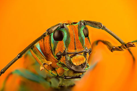 Sternotomis pulchra - frontal (stack) A colorful speciment of longhorn beetle at 25mm, originally from Cameroon. Note the eyes wrapping around the antennae sockets, visible in some of the shots.
https://www.jungledragon.com/image/140009/sternotomis_pulchra.html
https://www.jungledragon.com/image/140008/sternotomis_pulchra_-_side_view.html
https://www.jungledragon.com/image/140010/sternotomis_pulchra_-_underside.html
https://www.jungledragon.com/image/140011/sternotomis_pulchra_-_full_body_stack.html
https://www.jungledragon.com/image/140012/sternotomis_pulchra_-_eyes_stack.html
https://www.jungledragon.com/image/140014/sternotomis_pulchra_-_face_stack.html Extreme Macro,Sternotomis pulchra