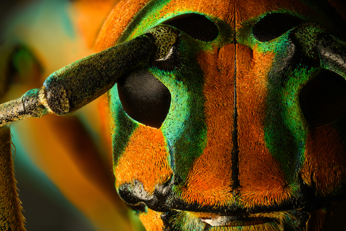 Sternotomis pulchra - face (stack) A colorful speciment of longhorn beetle at 25mm, originally from Cameroon. Note the eyes wrapping around the antennae sockets, visible in some of the shots.<br />
<figure class="photo"><a href="https://www.jungledragon.com/image/140009/sternotomis_pulchra.html" title="Sternotomis pulchra"><img src="https://s3.amazonaws.com/media.jungledragon.com/images/2/140009_thumb.jpg?AWSAccessKeyId=05GMT0V3GWVNE7GGM1R2&Expires=1767225610&Signature=3FbWLIR3UxBMkkjhIVzDNJNyqNw%3D" width="136" height="152" alt="Sternotomis pulchra A colorful speciment of longhorn beetle at 25mm, originally from Cameroon. Note the eyes wrapping around the antennae sockets, visible in some of the shots.<br />
https://www.jungledragon.com/image/140008/sternotomis_pulchra_-_side_view.html<br />
https://www.jungledragon.com/image/140010/sternotomis_pulchra_-_underside.html<br />
https://www.jungledragon.com/image/140011/sternotomis_pulchra_-_full_body_stack.html<br />
https://www.jungledragon.com/image/140013/sternotomis_pulchra_-_frontal_stack.html<br />
https://www.jungledragon.com/image/140012/sternotomis_pulchra_-_eyes_stack.html<br />
https://www.jungledragon.com/image/140014/sternotomis_pulchra_-_face_stack.html Europe,Heesch,Netherlands,Sternotomis pulchra,World,the Netherlands" /></a></figure><br />
<figure class="photo"><a href="https://www.jungledragon.com/image/140008/sternotomis_pulchra_-_side_view.html" title="Sternotomis pulchra - side view"><img src="https://s3.amazonaws.com/media.jungledragon.com/images/2/140008_thumb.jpg?AWSAccessKeyId=05GMT0V3GWVNE7GGM1R2&Expires=1767225610&Signature=V7nREht1RwKJr9tv74NVRsux%2BXo%3D" width="200" height="154" alt="Sternotomis pulchra - side view A colorful speciment of longhorn beetle at 25mm, originally from Cameroon. Note the eyes wrapping around the antennae sockets, visible in some of the shots.<br />
https://www.jungledragon.com/image/140009/sternotomis_pulchra.html<br />
https://www.jungledragon.com/image/140010/sternotomis_pulchra_-_underside.html<br />
https://www.jungledragon.com/image/140011/sternotomis_pulchra_-_full_body_stack.html<br />
https://www.jungledragon.com/image/140013/sternotomis_pulchra_-_frontal_stack.html<br />
https://www.jungledragon.com/image/140012/sternotomis_pulchra_-_eyes_stack.html<br />
https://www.jungledragon.com/image/140014/sternotomis_pulchra_-_face_stack.html Europe,Heesch,Netherlands,Sternotomis pulchra,World,the Netherlands" /></a></figure><br />
<figure class="photo"><a href="https://www.jungledragon.com/image/140010/sternotomis_pulchra_-_underside.html" title="Sternotomis pulchra - underside"><img src="https://s3.amazonaws.com/media.jungledragon.com/images/2/140010_thumb.jpg?AWSAccessKeyId=05GMT0V3GWVNE7GGM1R2&Expires=1767225610&Signature=%2BmNclEF9ZsSCp580ROzJTsAxha4%3D" width="200" height="196" alt="Sternotomis pulchra - underside A colorful speciment of longhorn beetle at 25mm, originally from Cameroon. Note the eyes wrapping around the antennae sockets, visible in some of the shots.<br />
https://www.jungledragon.com/image/140009/sternotomis_pulchra.html<br />
https://www.jungledragon.com/image/140008/sternotomis_pulchra_-_side_view.html<br />
https://www.jungledragon.com/image/140011/sternotomis_pulchra_-_full_body_stack.html<br />
https://www.jungledragon.com/image/140013/sternotomis_pulchra_-_frontal_stack.html<br />
https://www.jungledragon.com/image/140012/sternotomis_pulchra_-_eyes_stack.html<br />
https://www.jungledragon.com/image/140014/sternotomis_pulchra_-_face_stack.html Europe,Heesch,Netherlands,Sternotomis pulchra,World,the Netherlands" /></a></figure><br />
<figure class="photo"><a href="https://www.jungledragon.com/image/140011/sternotomis_pulchra_-_full_body_stack.html" title="Sternotomis pulchra - full body (stack)"><img src="https://s3.amazonaws.com/media.jungledragon.com/images/2/140011_thumb.jpg?AWSAccessKeyId=05GMT0V3GWVNE7GGM1R2&Expires=1767225610&Signature=EvUlycTl5ZjsPVc1EEndDzl53oM%3D" width="150" height="152" alt="Sternotomis pulchra - full body (stack) A colorful speciment of longhorn beetle at 25mm, originally from Cameroon. Note the eyes wrapping around the antennae sockets, visible in some of the shots.<br />
https://www.jungledragon.com/image/140009/sternotomis_pulchra.html<br />
https://www.jungledragon.com/image/140008/sternotomis_pulchra_-_side_view.html<br />
https://www.jungledragon.com/image/140010/sternotomis_pulchra_-_underside.html<br />
https://www.jungledragon.com/image/140013/sternotomis_pulchra_-_frontal_stack.html<br />
https://www.jungledragon.com/image/140012/sternotomis_pulchra_-_eyes_stack.html<br />
https://www.jungledragon.com/image/140014/sternotomis_pulchra_-_face_stack.html Extreme Macro,Sternotomis pulchra" /></a></figure><br />
<figure class="photo"><a href="https://www.jungledragon.com/image/140013/sternotomis_pulchra_-_frontal_stack.html" title="Sternotomis pulchra - frontal (stack)"><img src="https://s3.amazonaws.com/media.jungledragon.com/images/2/140013_thumb.jpg?AWSAccessKeyId=05GMT0V3GWVNE7GGM1R2&Expires=1767225610&Signature=yEBYD7%2BwjkpxgPJnRqNRYttmiN8%3D" width="200" height="134" alt="Sternotomis pulchra - frontal (stack) A colorful speciment of longhorn beetle at 25mm, originally from Cameroon. Note the eyes wrapping around the antennae sockets, visible in some of the shots.<br />
https://www.jungledragon.com/image/140009/sternotomis_pulchra.html<br />
https://www.jungledragon.com/image/140008/sternotomis_pulchra_-_side_view.html<br />
https://www.jungledragon.com/image/140010/sternotomis_pulchra_-_underside.html<br />
https://www.jungledragon.com/image/140011/sternotomis_pulchra_-_full_body_stack.html<br />
https://www.jungledragon.com/image/140012/sternotomis_pulchra_-_eyes_stack.html<br />
https://www.jungledragon.com/image/140014/sternotomis_pulchra_-_face_stack.html Extreme Macro,Sternotomis pulchra" /></a></figure><br />
<figure class="photo"><a href="https://www.jungledragon.com/image/140012/sternotomis_pulchra_-_eyes_stack.html" title="Sternotomis pulchra - eyes (stack)"><img src="https://s3.amazonaws.com/media.jungledragon.com/images/2/140012_thumb.jpg?AWSAccessKeyId=05GMT0V3GWVNE7GGM1R2&Expires=1767225610&Signature=YvWqLoIbmzMeePZMeYIztLms950%3D" width="200" height="134" alt="Sternotomis pulchra - eyes (stack) A colorful speciment of longhorn beetle at 25mm, originally from Cameroon. Note the eyes wrapping around the antennae sockets, visible in some of the shots.<br />
https://www.jungledragon.com/image/140009/sternotomis_pulchra.html<br />
https://www.jungledragon.com/image/140008/sternotomis_pulchra_-_side_view.html<br />
https://www.jungledragon.com/image/140010/sternotomis_pulchra_-_underside.html<br />
https://www.jungledragon.com/image/140011/sternotomis_pulchra_-_full_body_stack.html<br />
https://www.jungledragon.com/image/140013/sternotomis_pulchra_-_frontal_stack.html<br />
https://www.jungledragon.com/image/140014/sternotomis_pulchra_-_face_stack.html Extreme Macro,Sternotomis pulchra" /></a></figure> Extreme Macro,Sternotomis pulchra