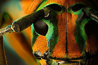 Sternotomis pulchra - face (stack) A colorful speciment of longhorn beetle at 25mm, originally from Cameroon. Note the eyes wrapping around the antennae sockets, visible in some of the shots.<br />
https://www.jungledragon.com/image/140009/sternotomis_pulchra.html<br />
https://www.jungledragon.com/image/140008/sternotomis_pulchra_-_side_view.html<br />
https://www.jungledragon.com/image/140010/sternotomis_pulchra_-_underside.html<br />
https://www.jungledragon.com/image/140011/sternotomis_pulchra_-_full_body_stack.html<br />
https://www.jungledragon.com/image/140013/sternotomis_pulchra_-_frontal_stack.html<br />
https://www.jungledragon.com/image/140012/sternotomis_pulchra_-_eyes_stack.html Extreme Macro,Sternotomis pulchra