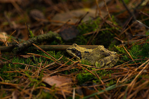 Comnon frog in Heeswijk-Dinther This one truly scared me. I was finding myself alone in the forest focusing on some fungi when this toad out of the blue jumped into the scene. It did a few hops and then settled down. I then slowly inched forward and took a few shots. Autumn,Common frog,Fall,Heeswijk,Netherlands,Rana temporaria