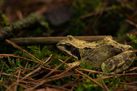 Comnon frog in Heeswijk-Dinther - macro  Autumn,Common frog,Fall,Heeswijk,Netherlands,Rana temporaria