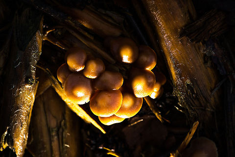 Top view of cluster of Sulfur Tufts, Heeswijk-Dinther, Netherlands Top view with a remote flashing pointing forward. Autumn,Fall,Heeswijk,Hypholoma fasciculare,Netherlands,Sulphur tuft