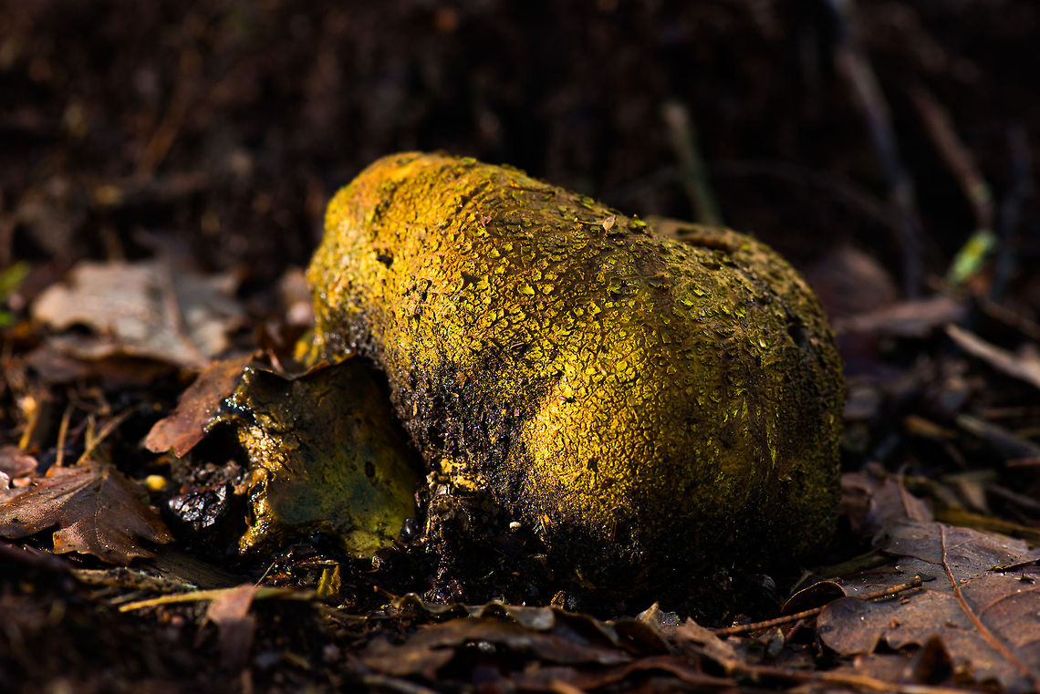 Leopard-spotted earthball macro I know I posted a similar shot earlier this week, but that one was an ultra wide angle shot, and this is a macro shot, showing more detail.  Autumn,Fall,Heeswijk,Leopard-spotted earthball,Netherlands,Scleroderma areolatum