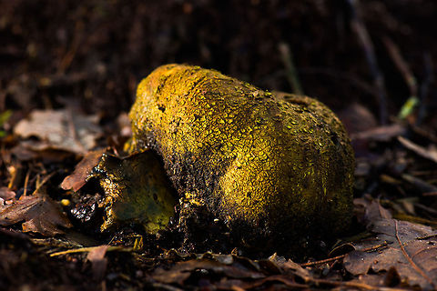 Leopard-spotted earthball macro I know I posted a similar shot earlier this week, but that one was an ultra wide angle shot, and this is a macro shot, showing more detail.  Autumn,Fall,Heeswijk,Leopard-spotted earthball,Netherlands,Scleroderma areolatum
