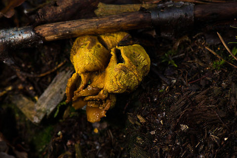 Common Earthball "Exploded"  Autumn,Common Earthball,Fall,Fungi,Heeswijk,Netherlands,Scleroderma citrinum