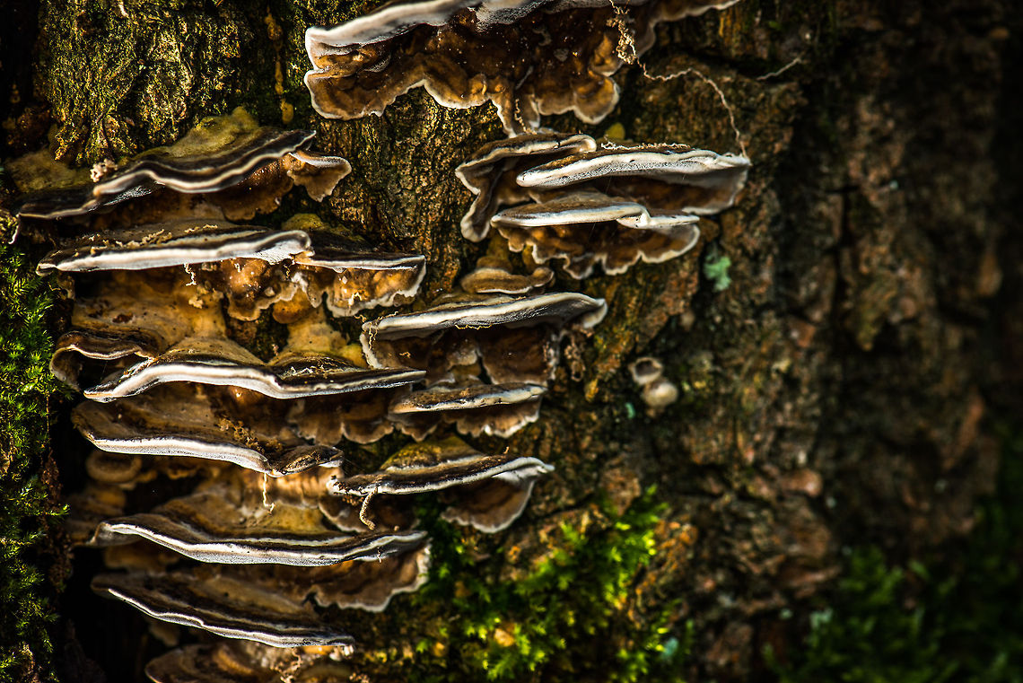 Bjerkandera adusta cluster on alive tree, the Netherlands  Autumn,Bjerkandera adusta,Fall,Heeswijk,Netherlands