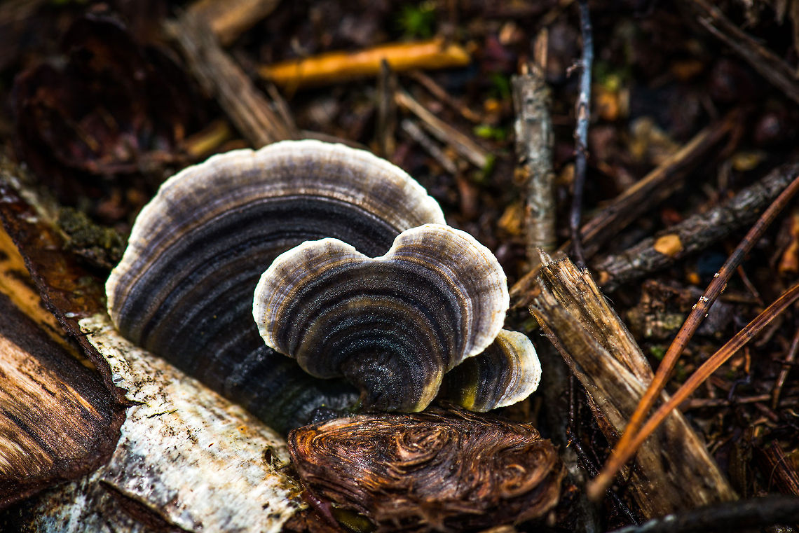 Black-white Trametes versicolor(?) top view This supposed species comes into so many shapes and variations that I am thinking this is the Trametes versicolor, but it's still a guess. Autumn,Fall,Heeswijk,Netherlands,Trametes versicolor,Turkey tail