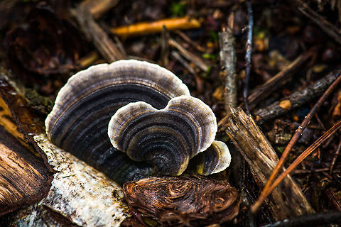 Black-white Trametes versicolor(?) top view This supposed species comes into so many shapes and variations that I am thinking this is the Trametes versicolor, but it's still a guess. Autumn,Fall,Heeswijk,Netherlands,Trametes versicolor,Turkey tail
