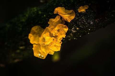 Macro of Yellow Brain fungi hanging on tree, the Netherlands  Autumn,Fall,Heeswijk,Netherlands,Tremella mesenterica,Yellow Brain