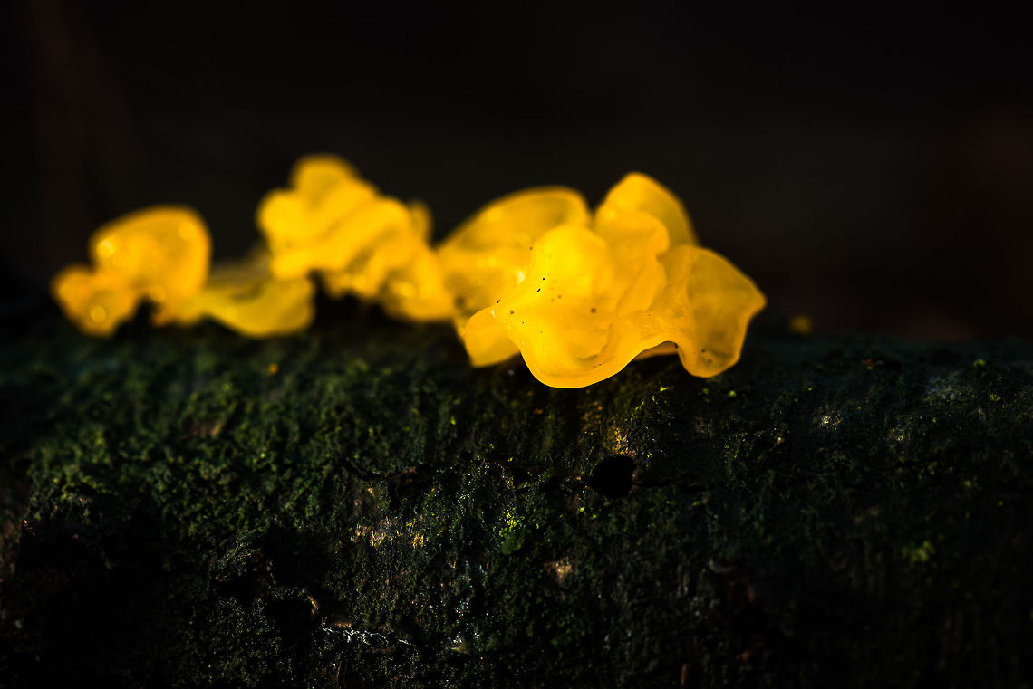 Yellow Brain closeup, Heeswijk-Dinterse Bossen Backlit by a remote flash. Autumn,Fall,Heeswijk,Netherlands,Tremella mesenterica,Yellow Brain