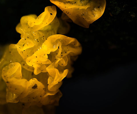 Macro of Yellow Brain fungi in Heeswijk-Dintherse Bossen, the Netherlands With light and magnification, one can turn them into flames :) Autumn,Fall,Heeswijk,Netherlands,Tremella mesenterica,Yellow Brain