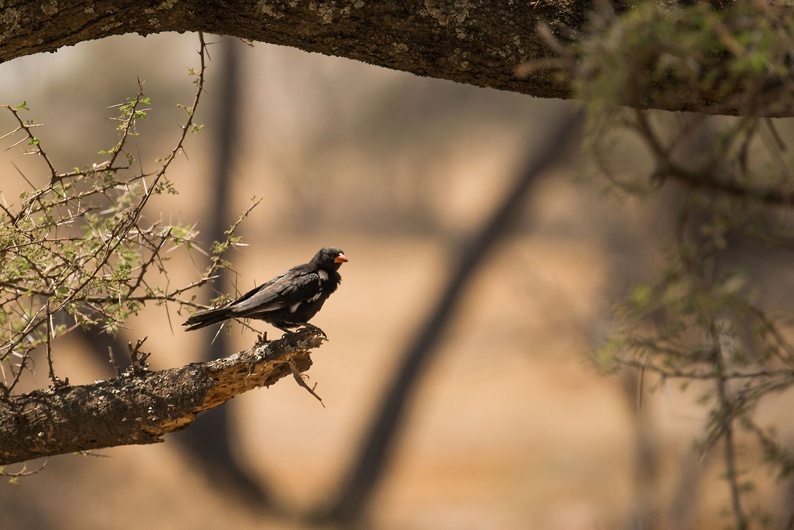 Red-billed Buffalo Weaver on Acacia tree, Serengeti  Africa,Bubalornis niger,Red-billed Buffalo Weaver,Serengeti Central,Serengeti National Park,Serengeti area,Tanzania