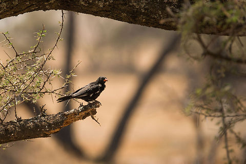 Red-billed Buffalo Weaver on Acacia tree, Serengeti  Africa,Bubalornis niger,Red-billed Buffalo Weaver,Serengeti Central,Serengeti National Park,Serengeti area,Tanzania