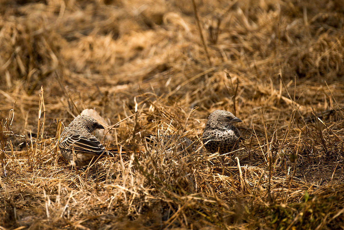 Rufous-tailed Weavers collecting twigs on ground, Serengeti, Tanzania These are so quick that I just snapped away. Only at home did I discover how beautiful they are. They have very contrasty feathers and beautiful light blue eyes. They're like flying leopards, but less lazy. Africa,Histurgops ruficaudus,Rufous-tailed Weaver,Serengeti Central,Serengeti National Park,Serengeti area,Tanzania